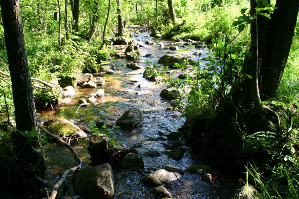 Juodoji Ančia teka per Bachanavo draustinį.